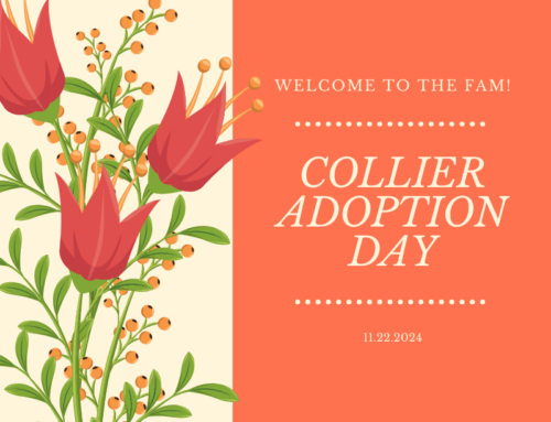 National Adoption Day Children’s Network of Southwest Florida